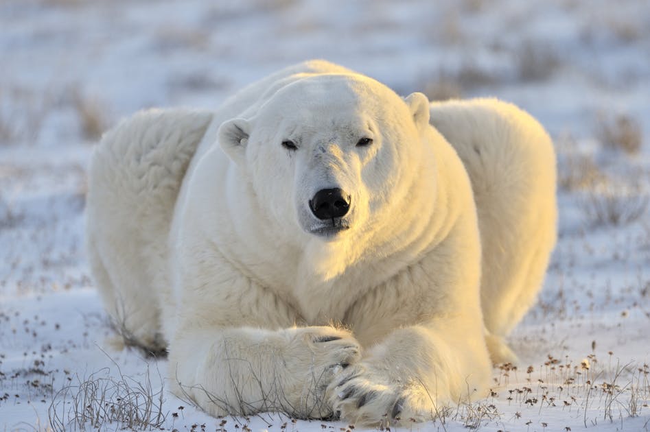 Why polar bears need sea ice to survive life in the Arctic | One Earth